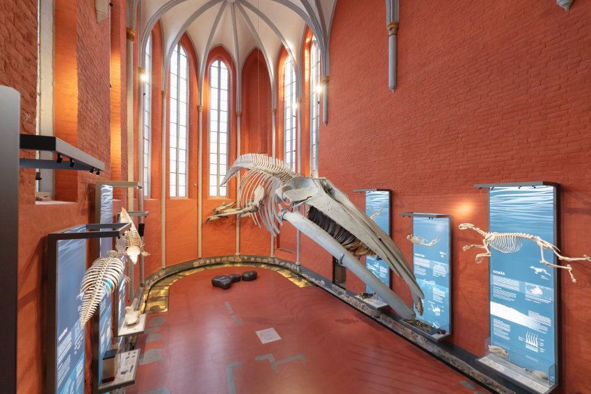 Finnwalskelett im MEERESMUSEUM